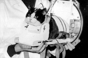 First Cat in Space
